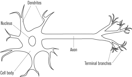 Structure and Function of Animals Structure and Function of Animals